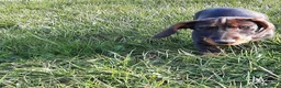 Dachshund dogs for sale: Razzle – 5-Year-Old KC Registered Teckel Bitch - Advert 4