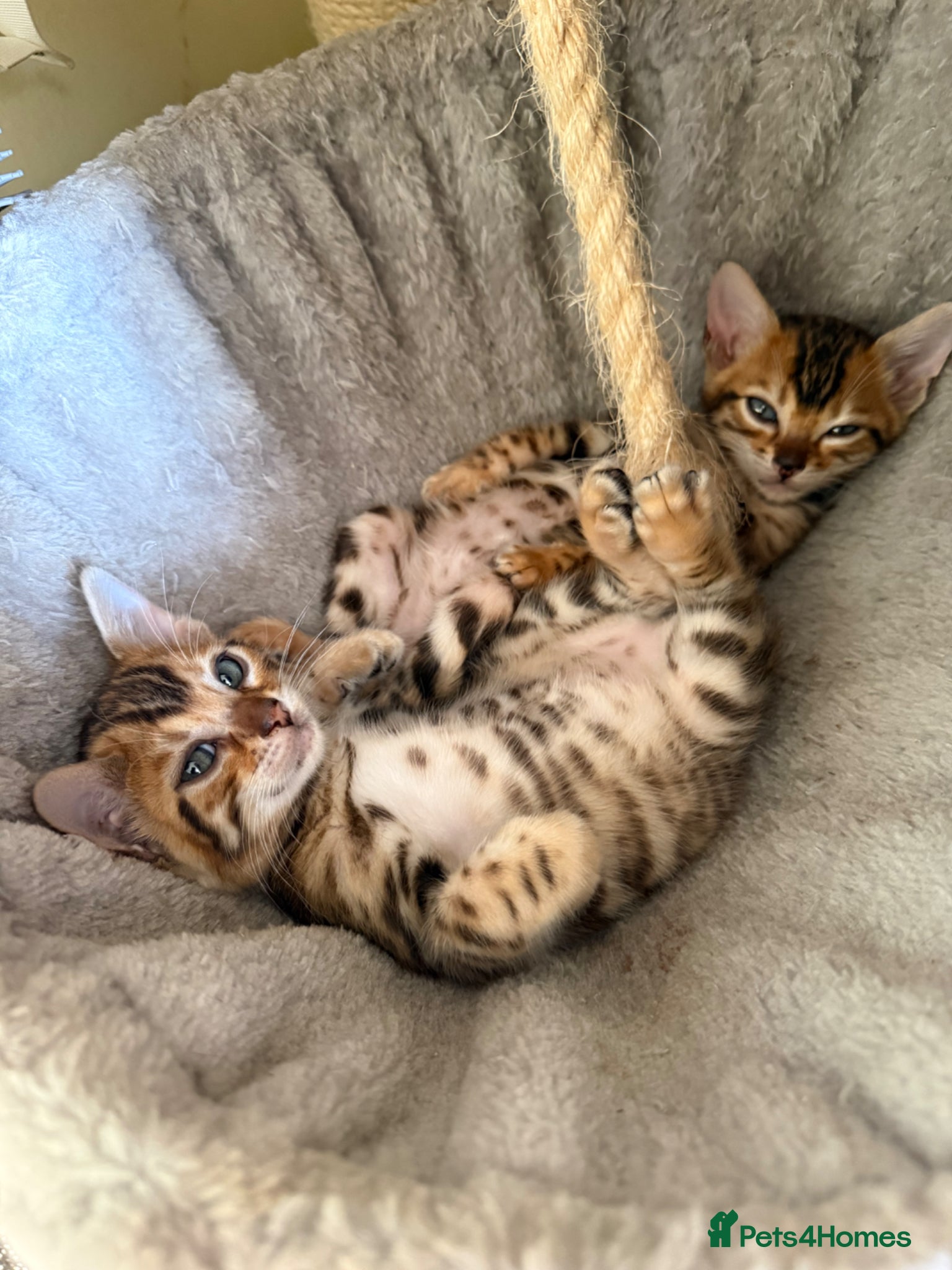 Bengal cats TICA 🐾 Health Tested Bengal kittens 🐆  - Advert 1