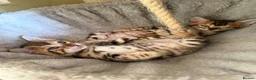 Bengal cats for sale: Stunning 🔥 TICA 🐾 Health Tested Bengals  - Advert 13