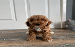 Poochon dogs for sale: Poochon puppies READY TO LEAVE 🐶  - Image 6