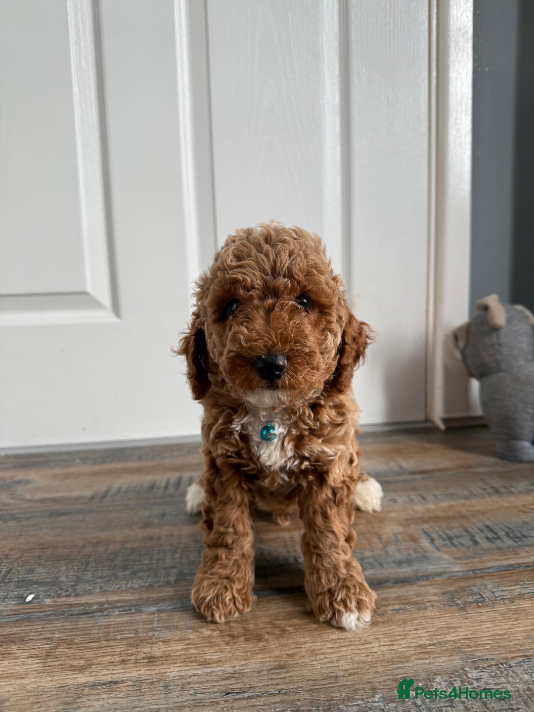 Poochon dogs for sale: Poochon puppies READY TO LEAVE 🐶  - Image 6