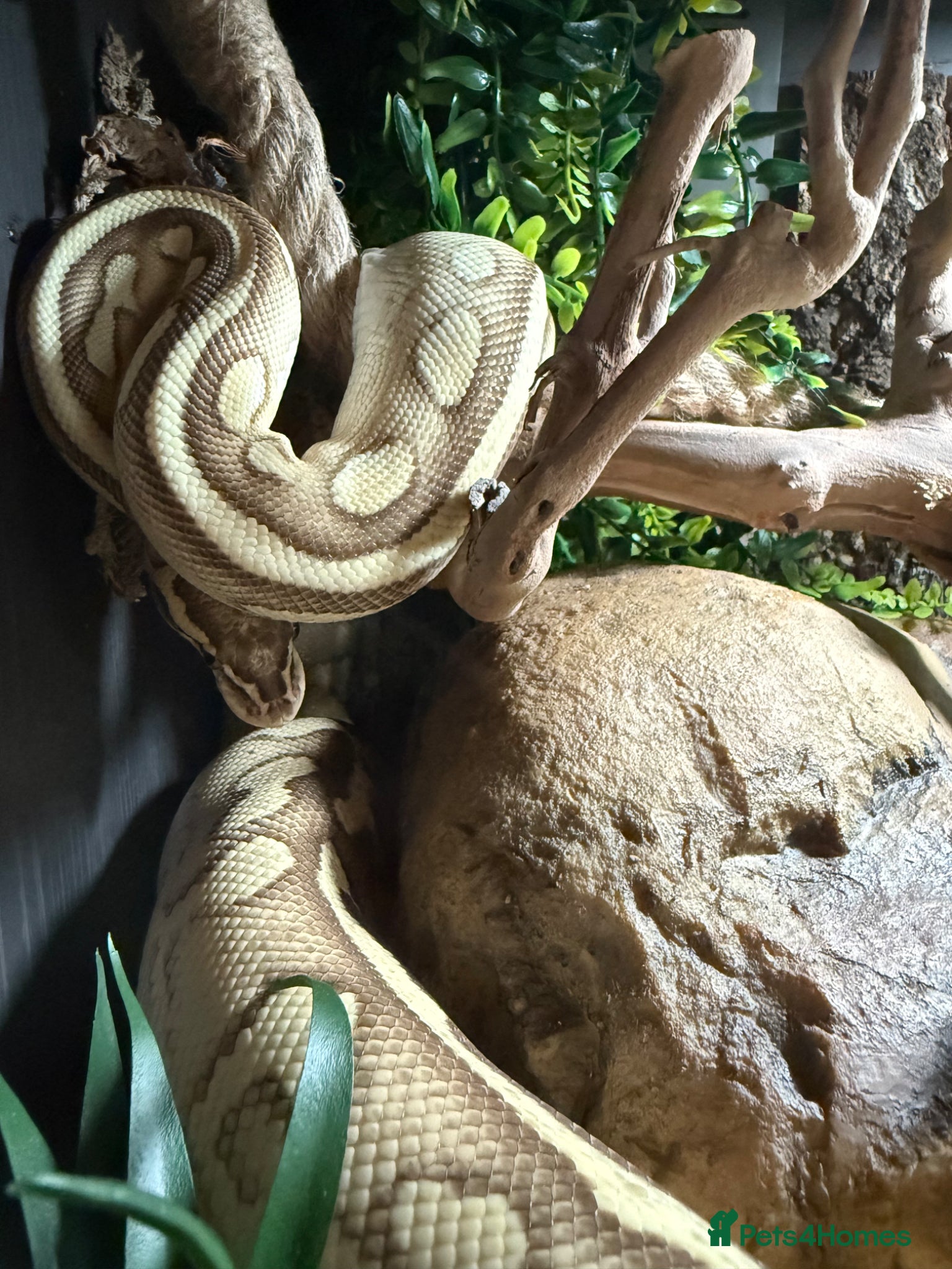 Python Snake reptiles Female python and vivarium  - Advert 2