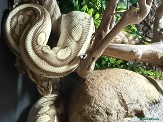 Python Snake reptiles Female python and vivarium - Advert 2