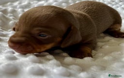 Miniature Dachshund dogs for sale: KC Miniature Isabella Dapple Dachshunds - Image 2
