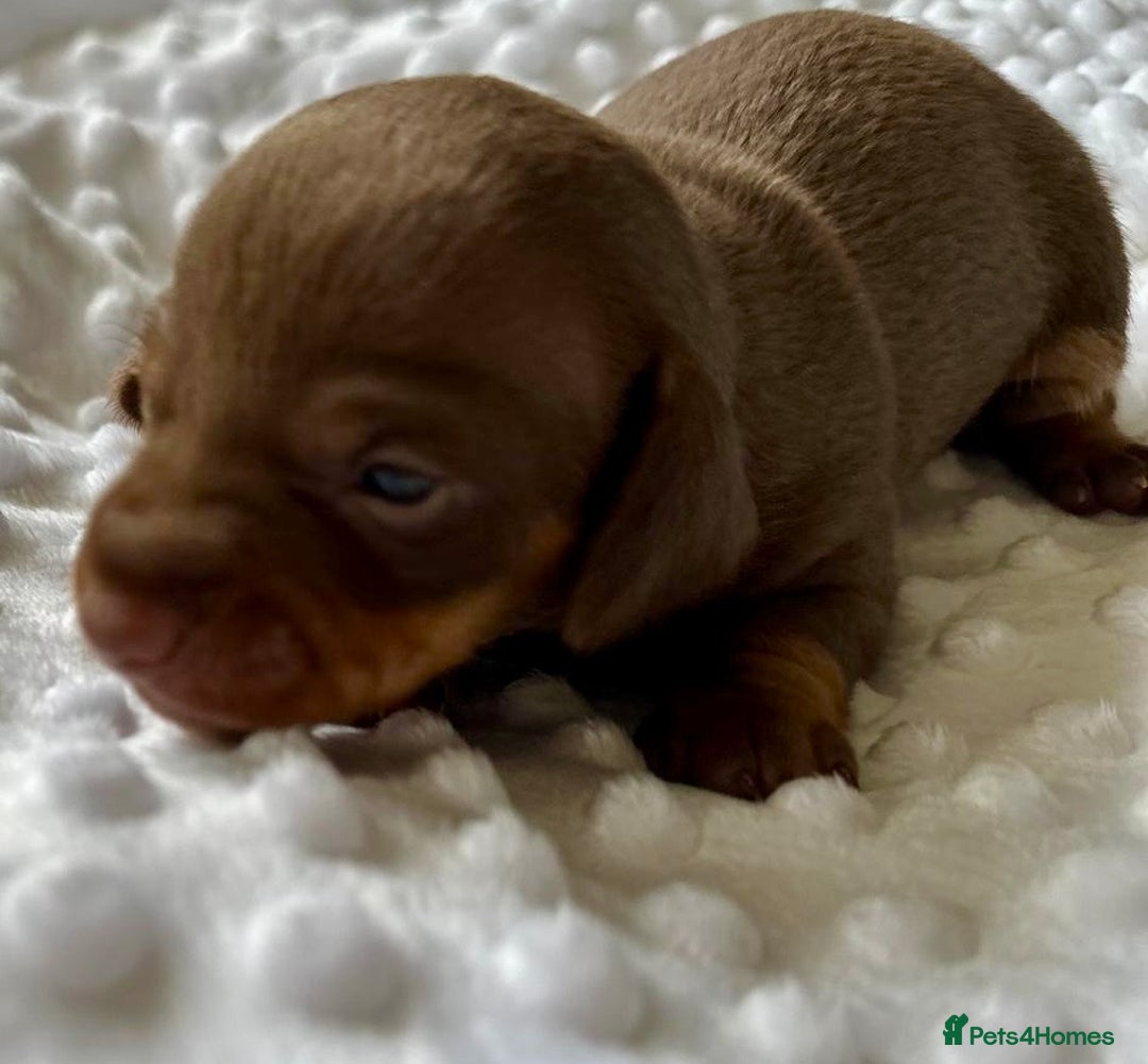 Miniature Dachshund dogs for sale: KC Miniature Isabella Dapple Dachshunds - Image 2