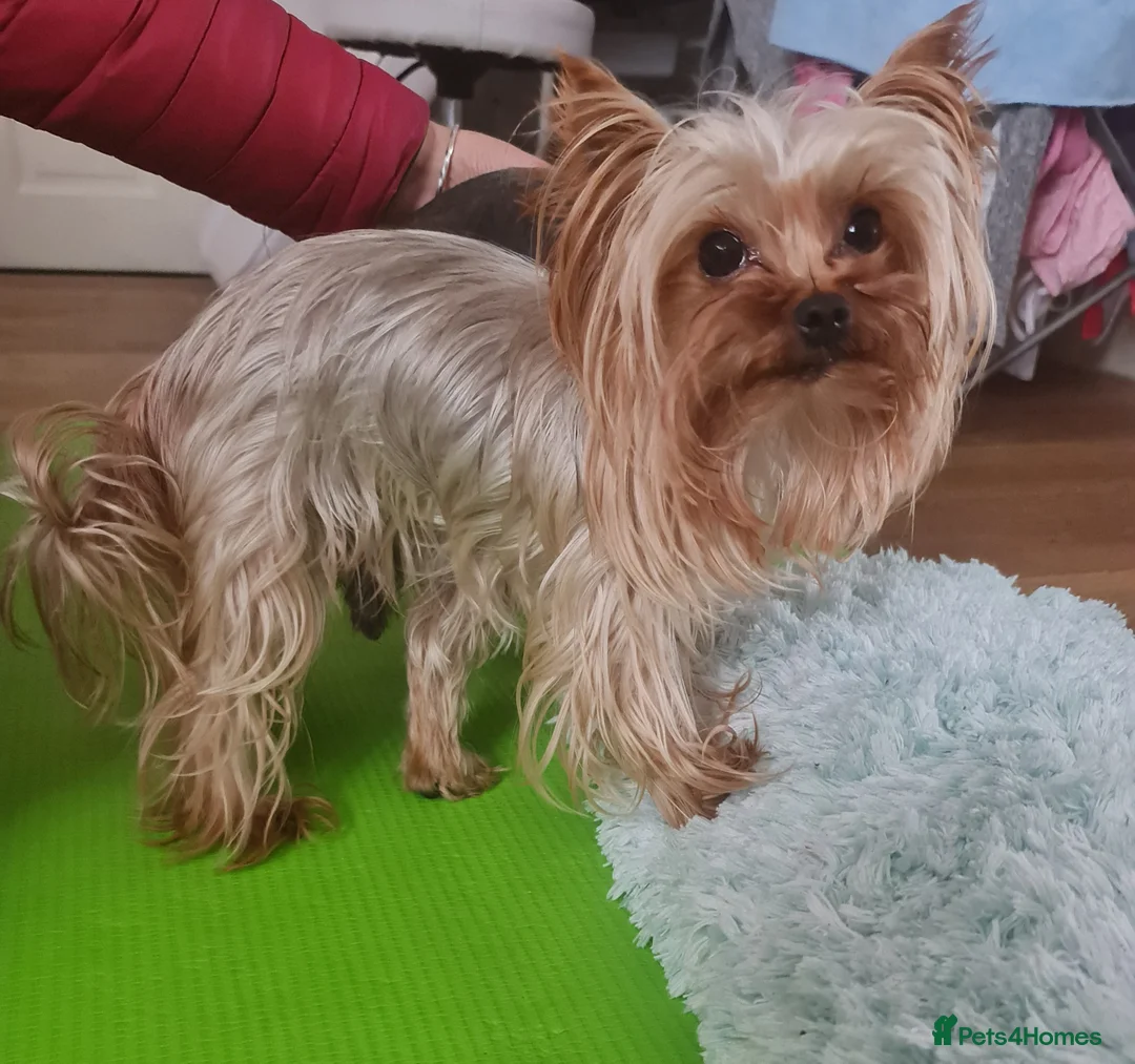 Yorkshire Terrier dogs for stud: My lovely boy for stud in West Bromwich - Advert 3