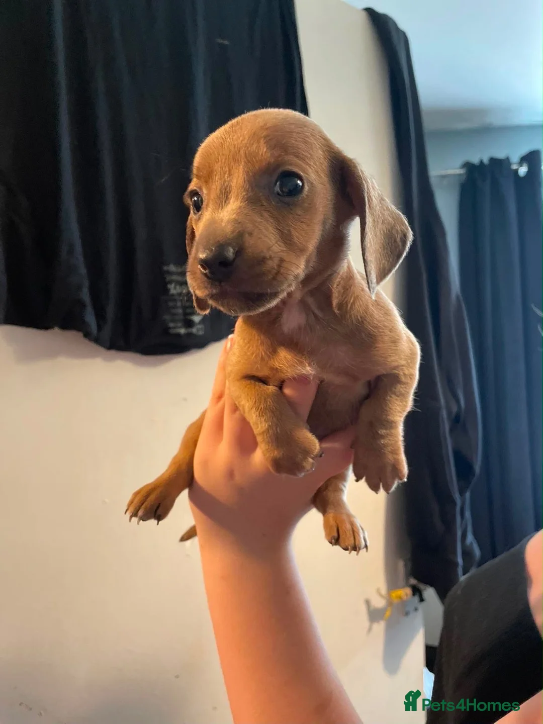 Dachshund dogs for sale: Sausage dogs seeking there forever homes  - Advert 2