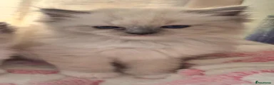 Ragdoll Kitten 2