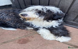 Mixed Breed dogs for sale: Old English sheepdog /border collie/bordoddle  - Image 6