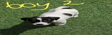 Jack Russell 2