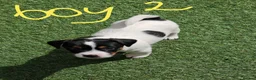 Jack Russell dogs for sale: BEAUTIFUL JACK RUSSELL PUPPIES AVAILABLE - Advert 22