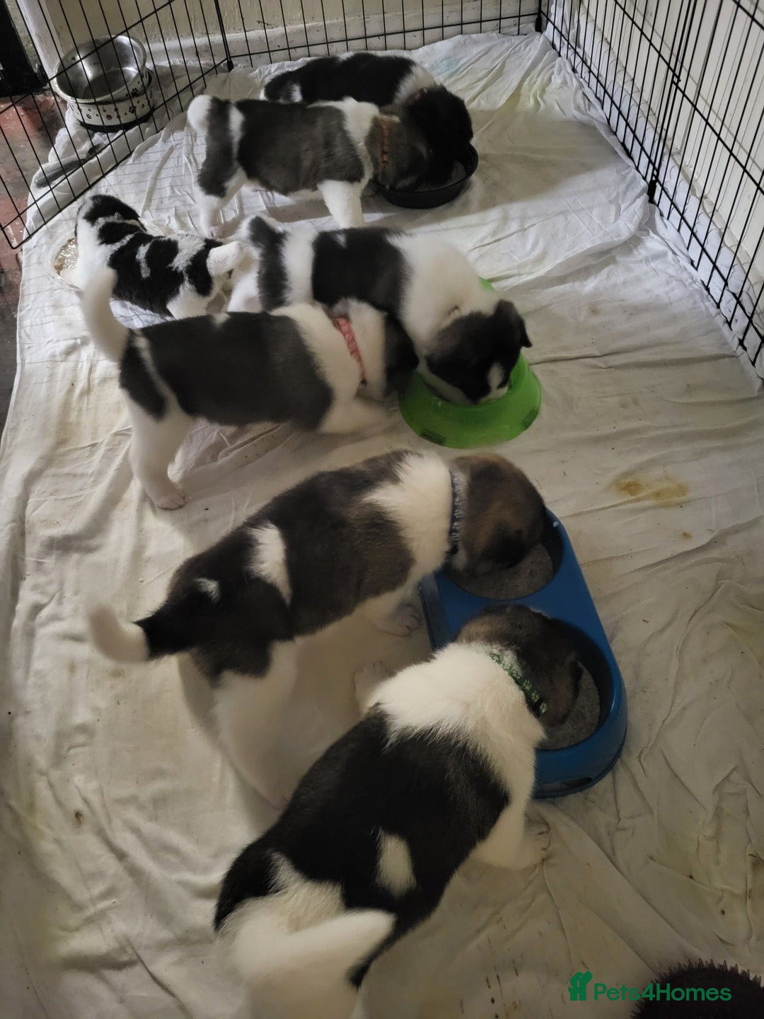 Akita dogs for sale: Ready to leave now. American Akita Puppies 🐾 - Advert 10