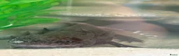 Axolotl reptiles for sale: 5 axolotls and set up. - Advert 12