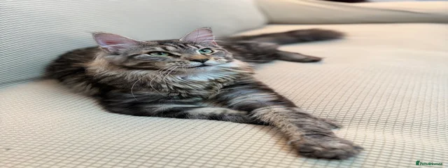 Mille