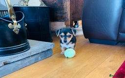 Jack Russell dogs for sale: Outstanding miniature Jack Russell puppies  - Image 6