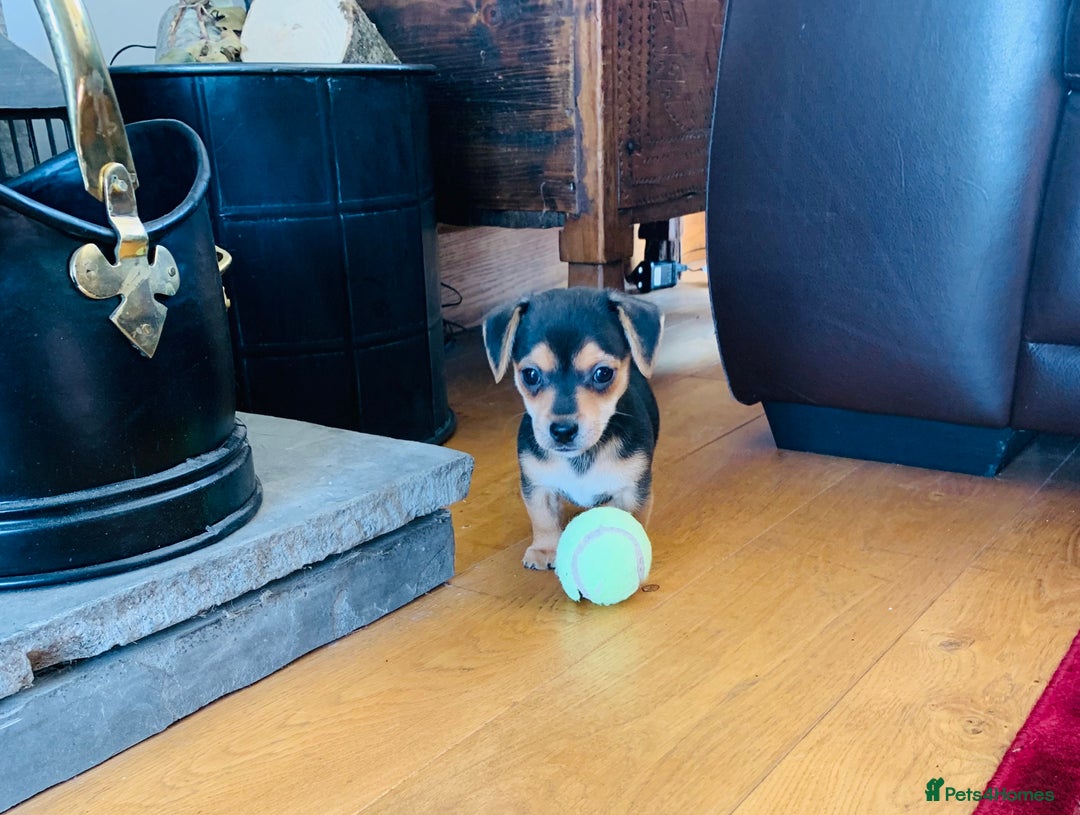 Jack Russell dogs for sale: Outstanding miniature Jack Russell puppies  - Image 6