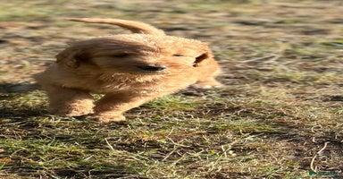Labradoodle dogs in Uxbridge - Advert 16
