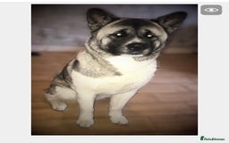 Akita dogs for sale: Skye. 7 years  - Image 8