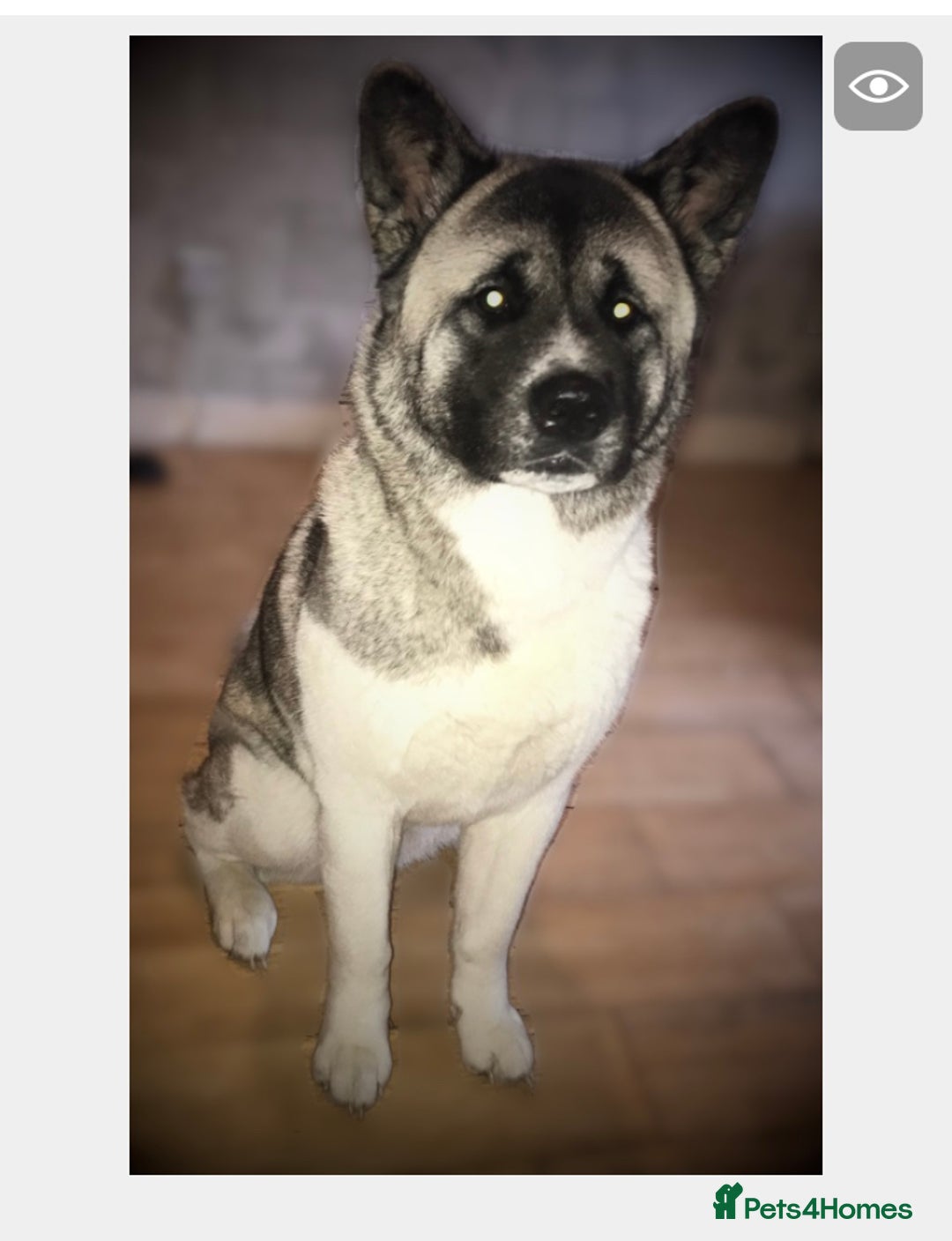 Akita dogs for sale: Skye. 7 years  - Image 8