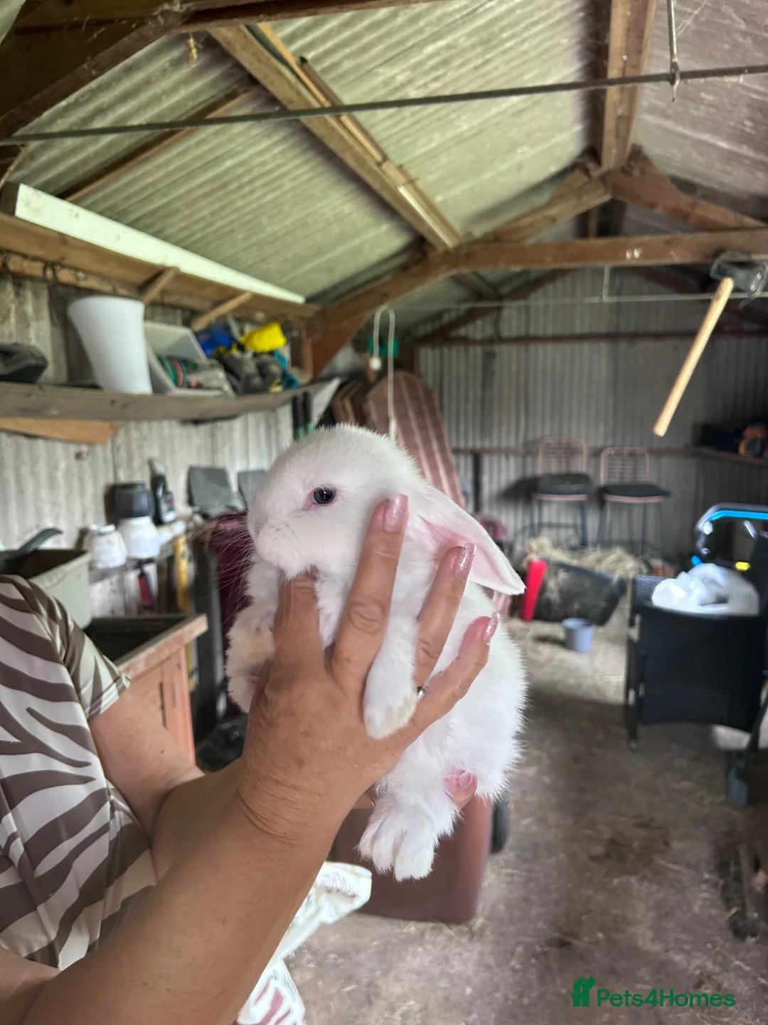 Mini Lop rabbits for sale: Beautiful Minilops for sale - Advert 1