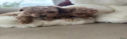 Maltipoo dogs for sale: Maltese cross Asian toy poodle  - Advert 8