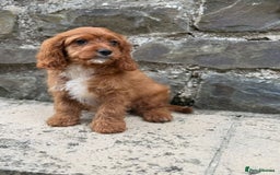 Cavapoo dogs for sale: Ruby Red Cavapoo pups  - Image 4