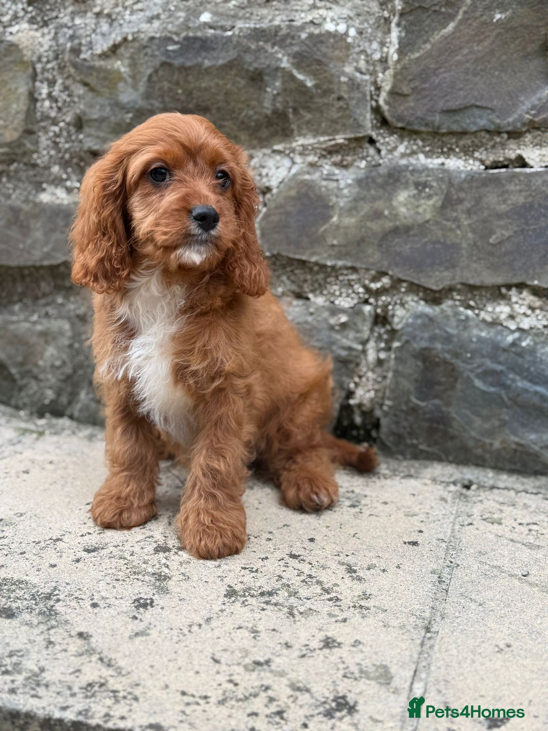Cavapoo dogs for sale: Ruby Red Cavapoo pups  - Image 4