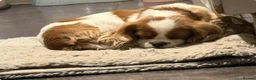 Cavapoo dogs for sale: Asian teddy poodle dad tiny Cavapoo puppies - Advert 22