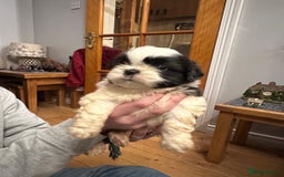 Shih Tzu dogs for sale: 6 Shih Tzu Puppies for Sale - Advert 4
