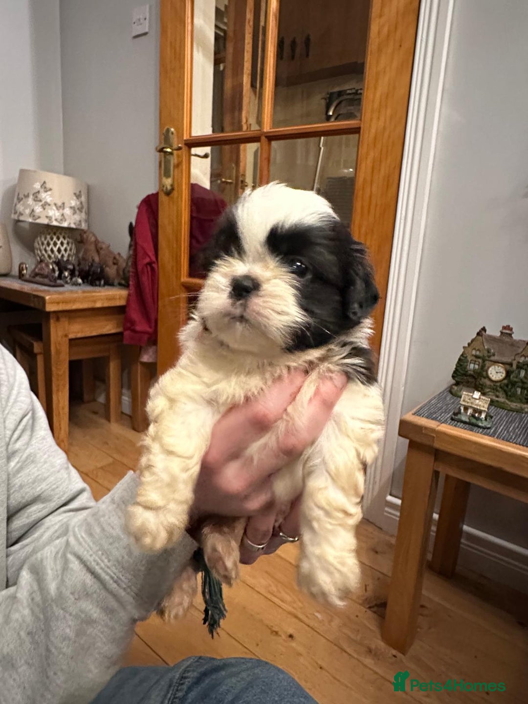 Shih Tzu dogs for sale: 6 Shih Tzu Puppies for Sale - Advert 4