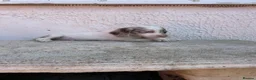 Cocker Spaniel dogs for sale: Beauitful puppies for sale  - Advert 4