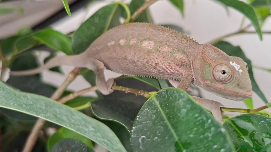 Chameleon reptiles for sale: Male and Female baby Ambilobe Panther Chameleons  in Trowbridge - Advert 5