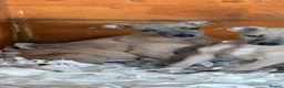 Whippet dogs for sale: Stunning KC reg whippet puppies Last two available - Advert 2