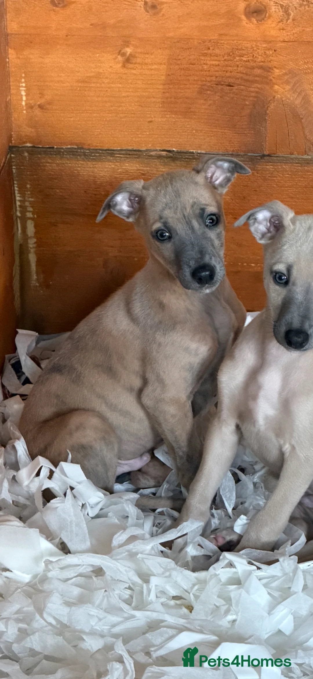 Whippet dogs for sale: Stunning KC reg whippet puppies Last two available - Advert 2