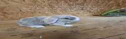 Mini Lop rabbits for sale: Beautiful Pure Bred Mini Lop rabbits - Advert 3