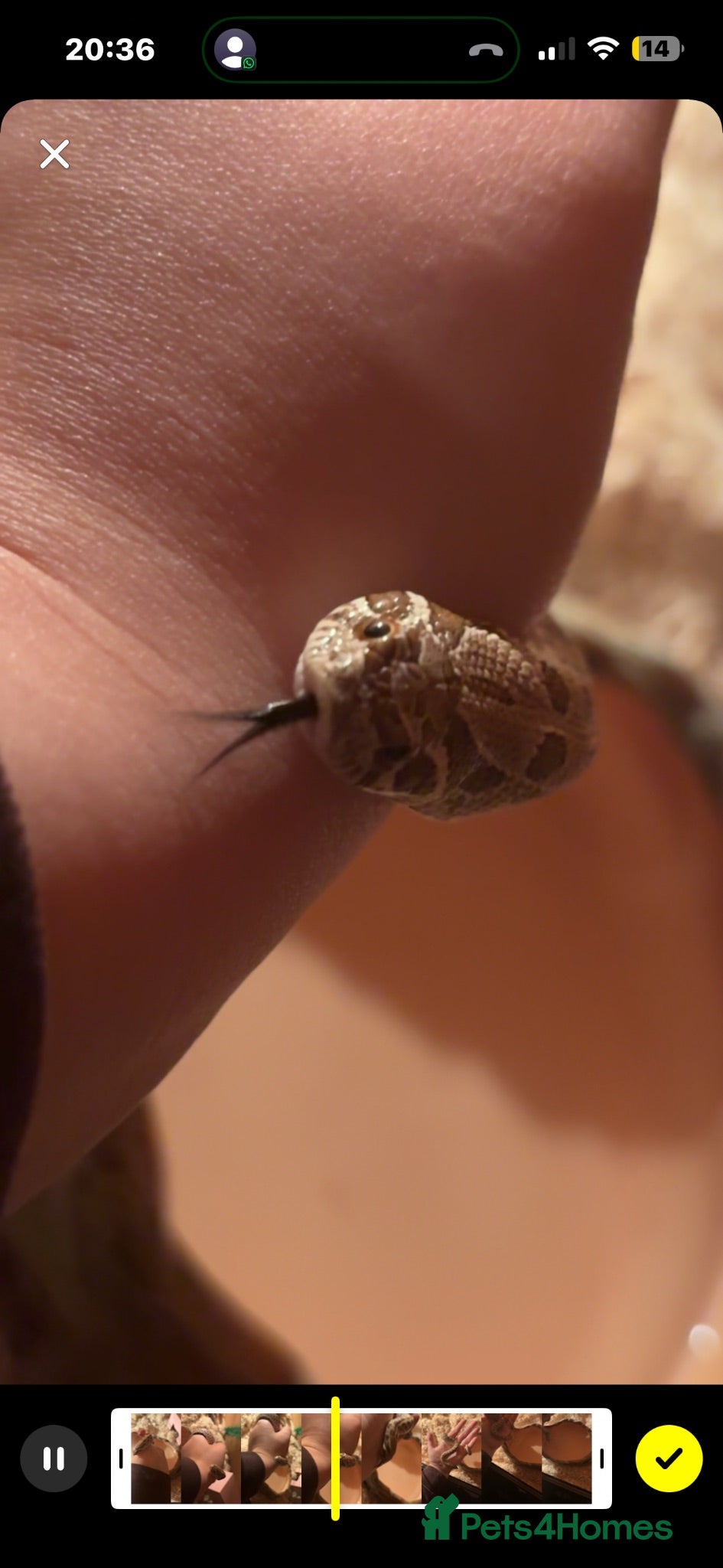 Snake reptiles Western hognose and set up  - Advert 4