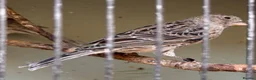Canaries birds for sale: Male Lizard Canaries in Deal - Advert 4