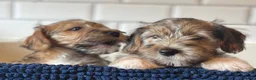 Mixed Breed dogs for sale: Norfolk x Sealyham puppies  - Advert 13