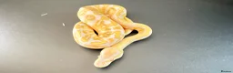 Python Snake reptiles for sale: 0.1 GHI Leo Candy 66% het Pied  - Advert 10