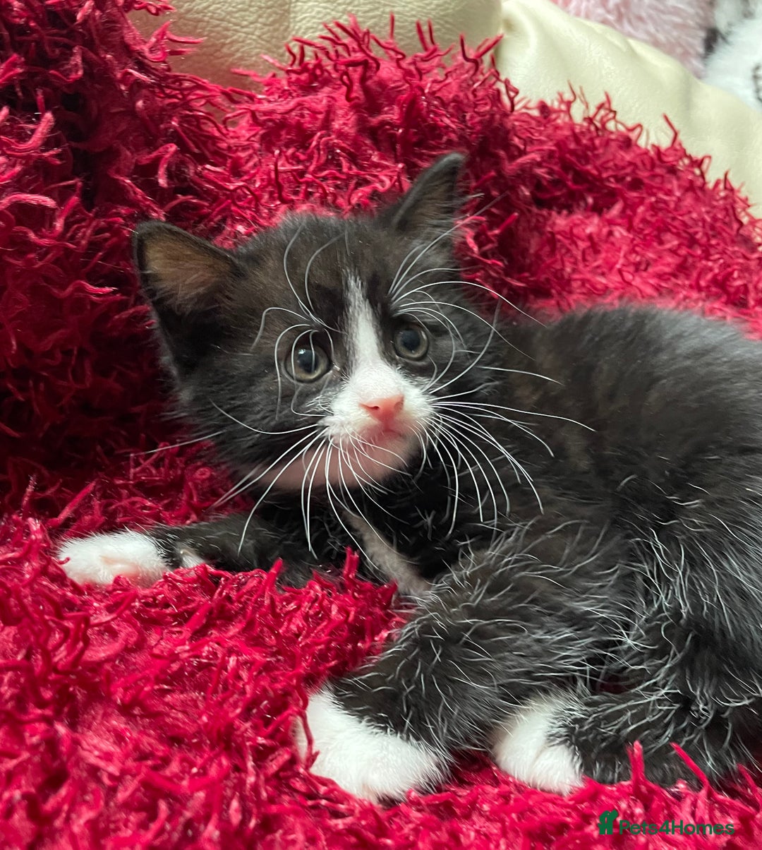 Mixed Breed cats for sale: 6 adorable kittens for sale!  - Image 5