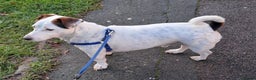 Jack Russell dogs for sale: Milo - Jack Russell is looking for a loving home - Advert 2