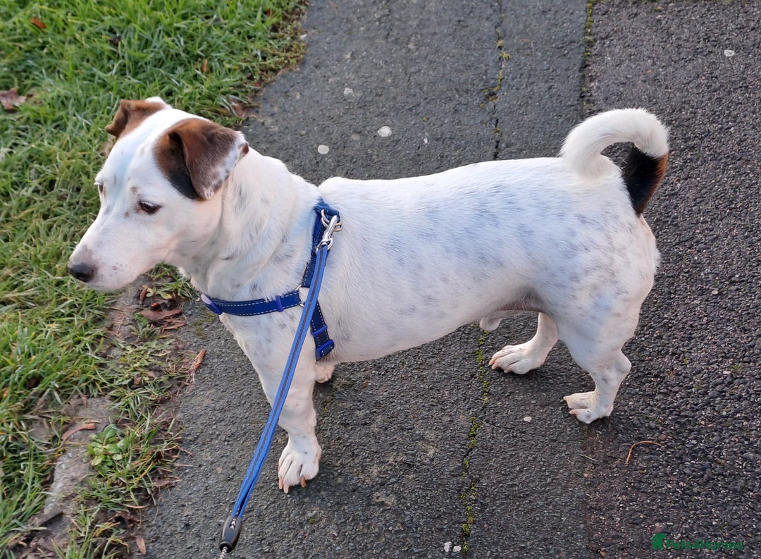 Jack Russell dogs for sale: Milo - Jack Russell is looking for a loving home - Advert 2