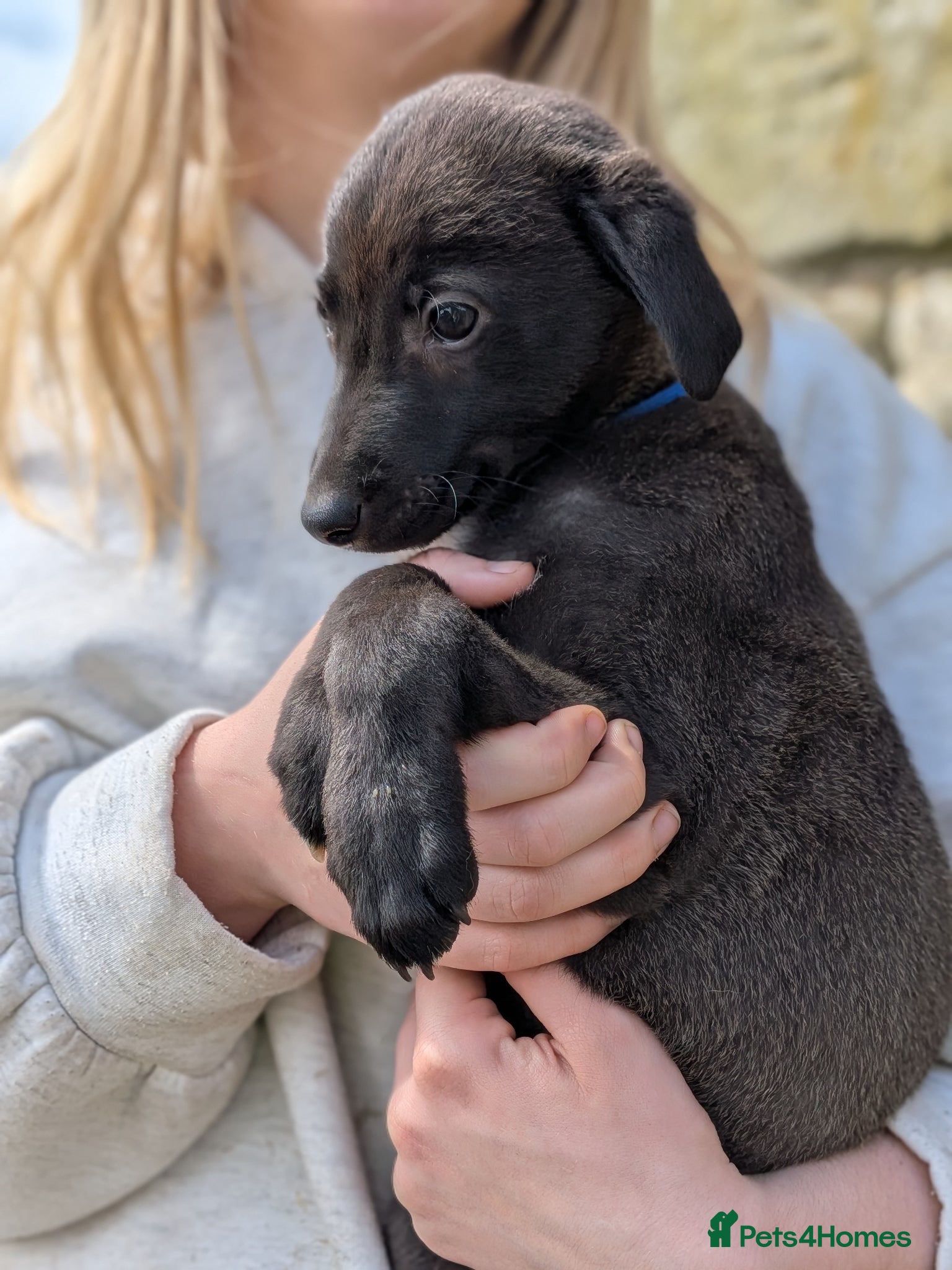 Lurcher dogs Whippet/Bedlington puppies (Lurcher) - Advert 2