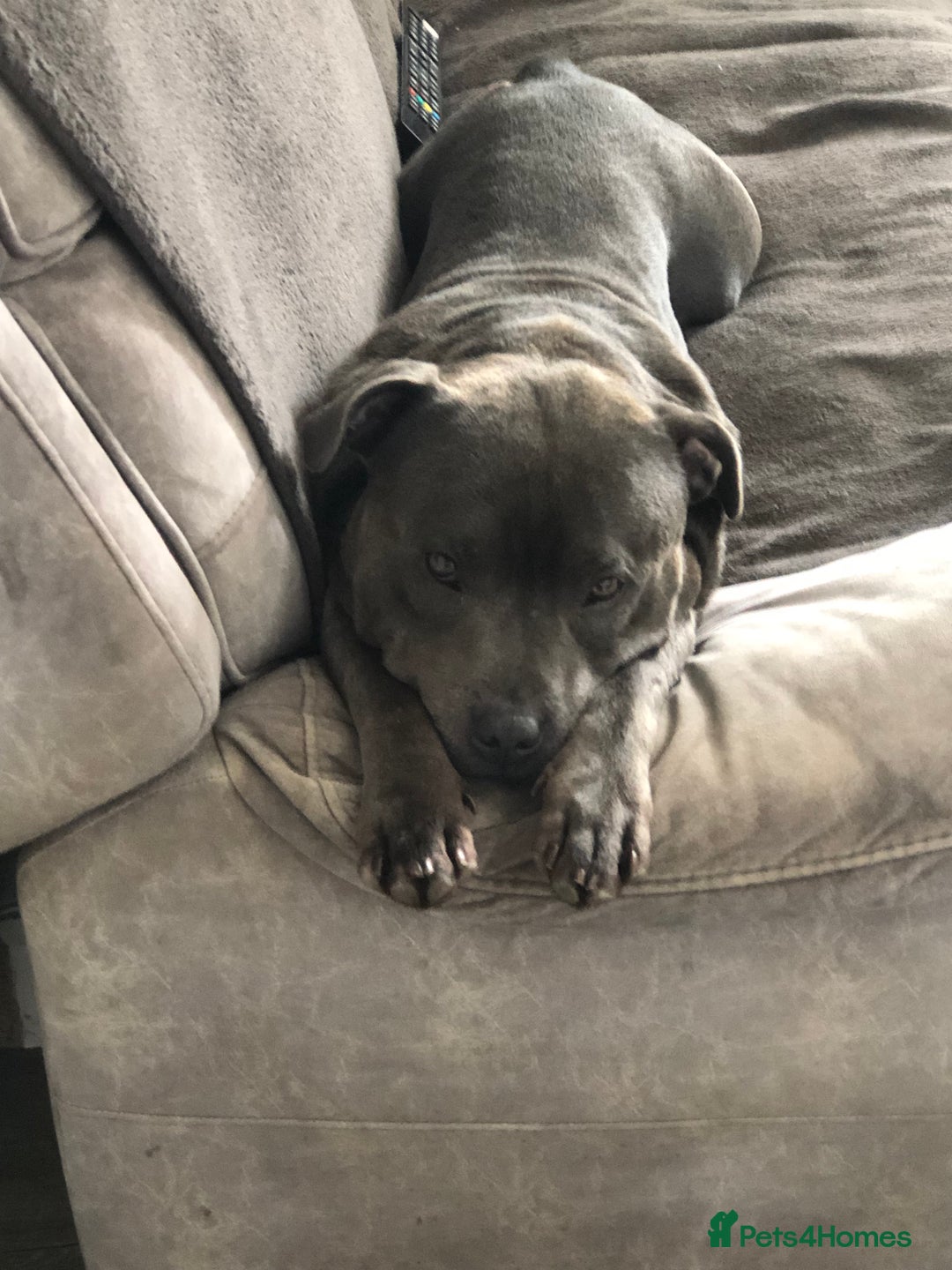 Staffordshire Bull Terrier dogs for sale: Blue staffy - Image 1