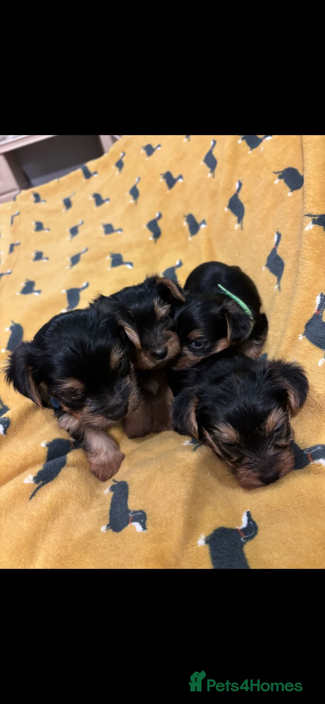 Yorkshire Terrier dogs for sale: 4 Stunning Miniature Yorkshire terriers for sale  - Advert 33