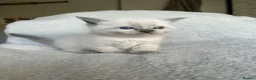 British Shorthair cats for sale: NORWEGIAN FOREST CAT X BRITISH SHORTHAIR KITTENS  - Advert 16