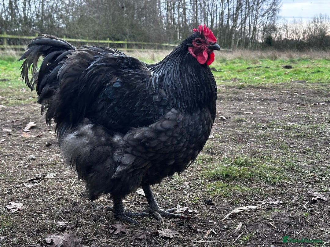 Chickens poultry for sale: Buff Orpington and Rhode Island Red Rooster - Advert 7