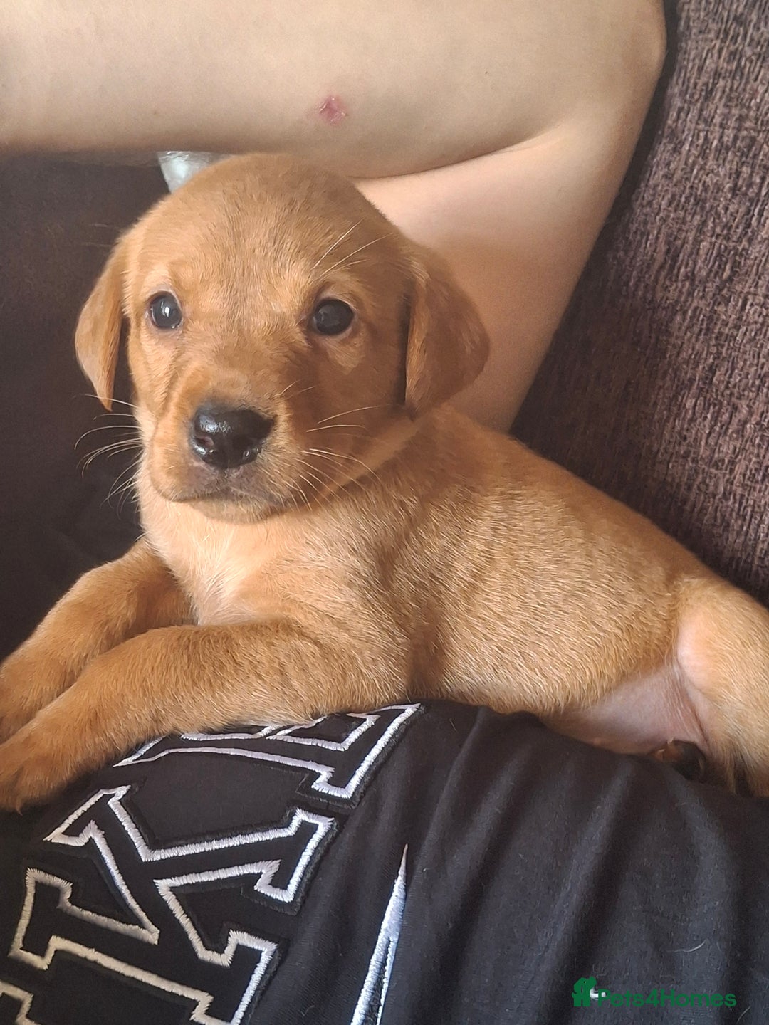 Labrador Retriever dogs for sale: Red 5th generation pedigree labrador  - Image 5