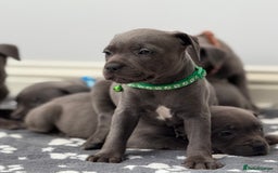 Staffordshire Bull Terrier dogs for sale: Beautiful Babies Ready to Leave  - Image 8