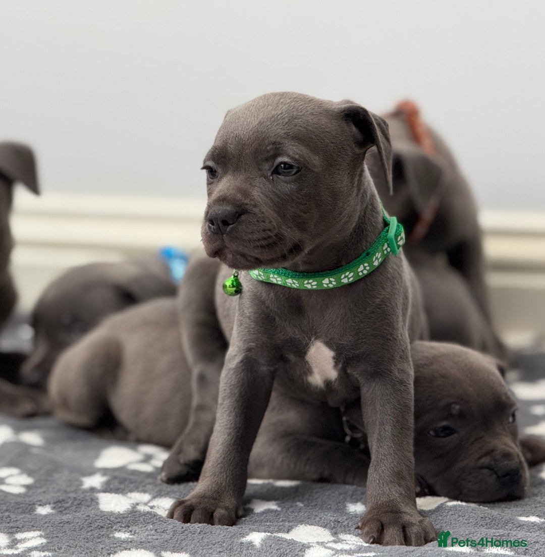 Staffordshire Bull Terrier dogs for sale: Beautiful Babies Ready to Leave  - Image 8